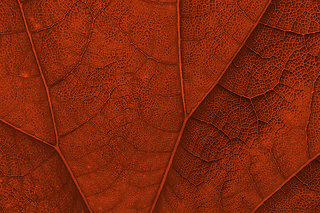 leaf texture