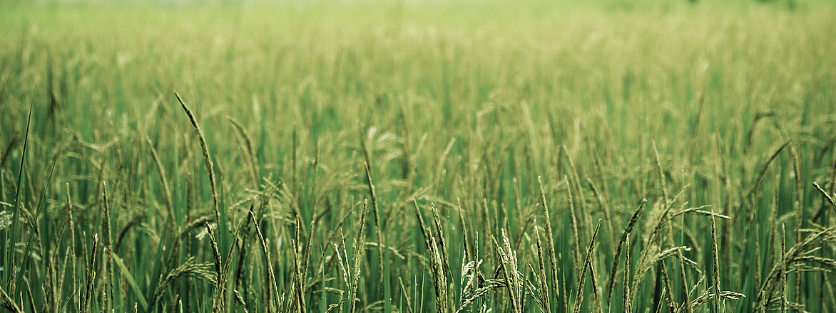 farmland