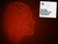 AI Briefing Note