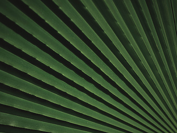 a close up of a leaf