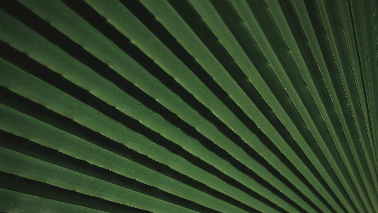 a close up of a leaf